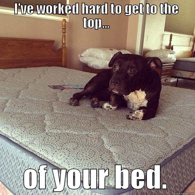 I'VE WORKED HARD TO GET TO THE TOP... OF YOUR BED. Misc