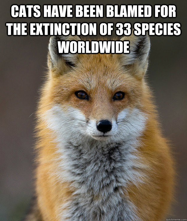 Cats have been blamed for the extinction of 33 species worldwide   Fun Fact Fox