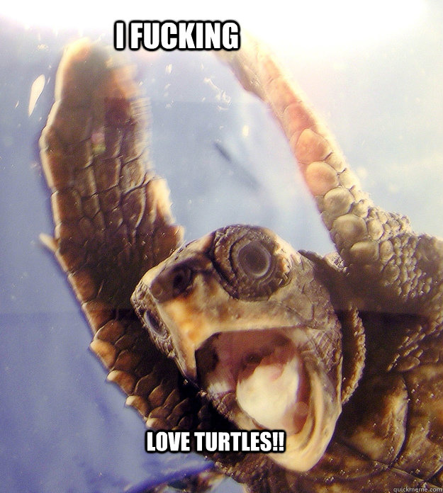 I FUCKING LOVE TURTLES!!  excited turtle