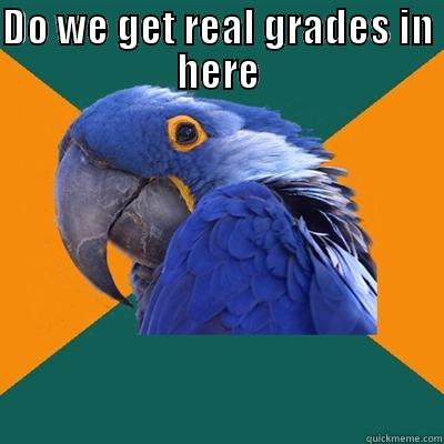 real grades dude - DO WE GET REAL GRADES IN HERE  Paranoid Parrot