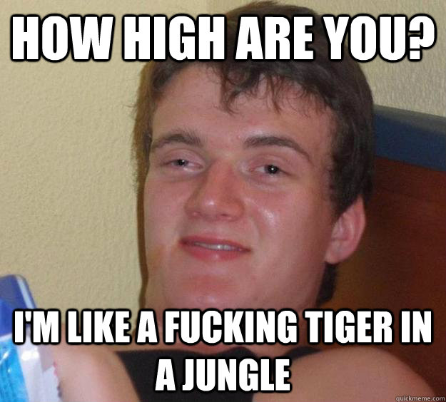 How high are you? I'm like a fucking tiger in a jungle  10 Guy