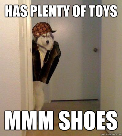 HAS PLENTY OF TOYS MMM SHOES  Scumbag dog