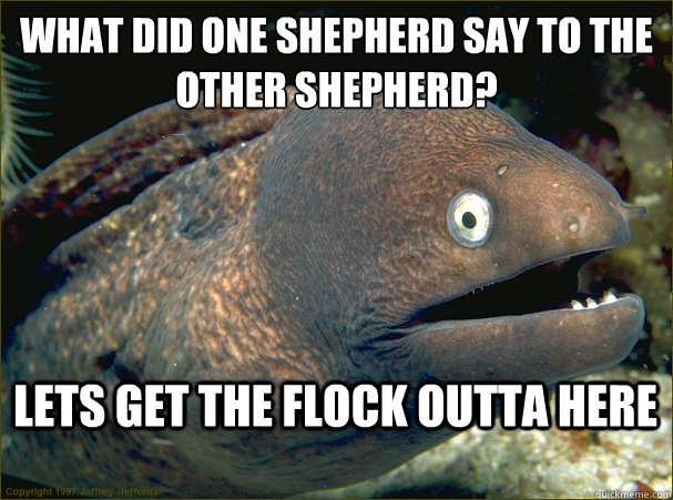 what did one shepherd say to the other shepherd? Lets get the flock outta here - what did one shepherd say to the other shepherd? Lets get the flock outta here  Bad Joke Eel