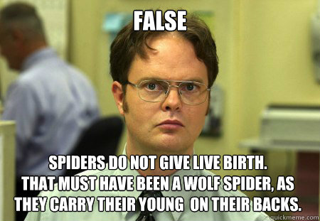 False Spiders do not give live birth. 
That must have been a wolf spider, as they carry their young  on their backs.  Dwight