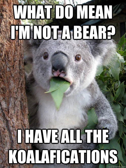 What do mean I'm not a bear? I have all the koalafications - What do mean I'm not a bear? I have all the koalafications  koala bear