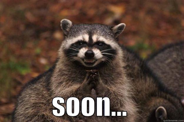  SOON... Evil Plotting Raccoon