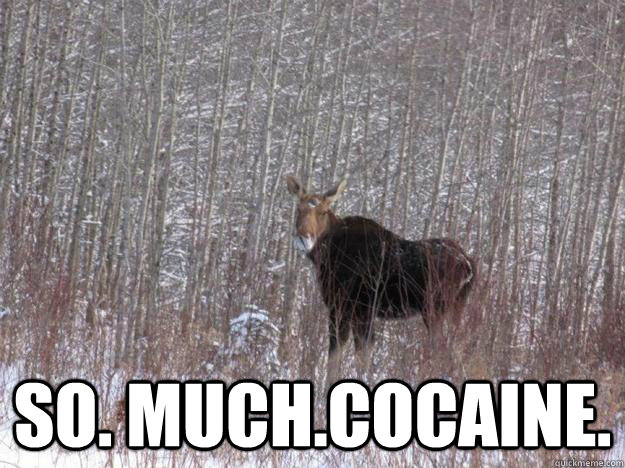  So. much.cocaine.  cocaine moose