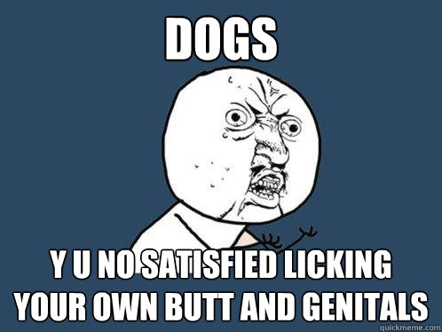 Dogs Y u no satisfied licking your own butt and genitals  Y U No