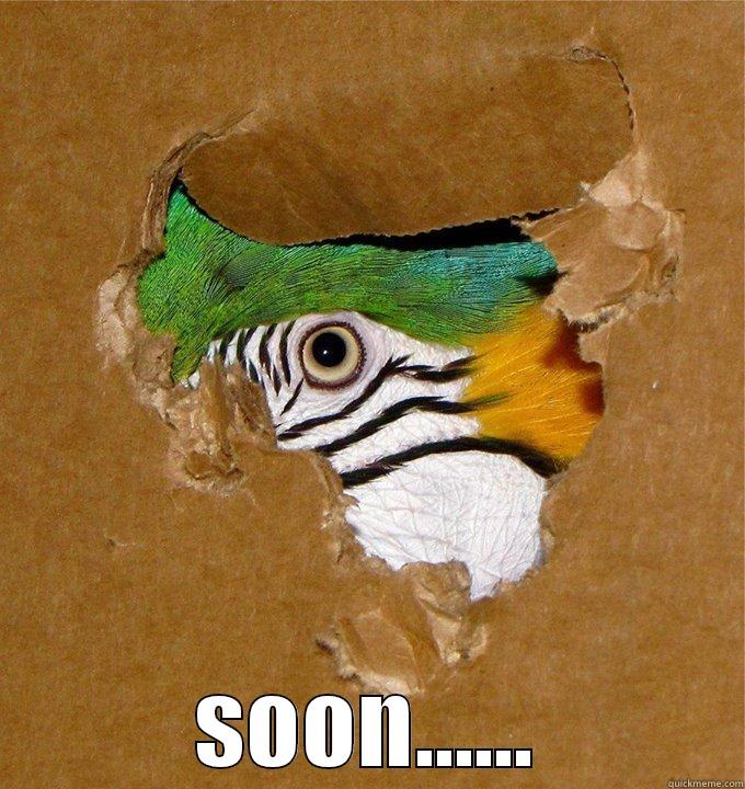 Soon parrot -  SOON...... Misc