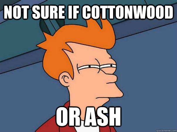 Not sure if cottonwood or ash  Futurama Fry