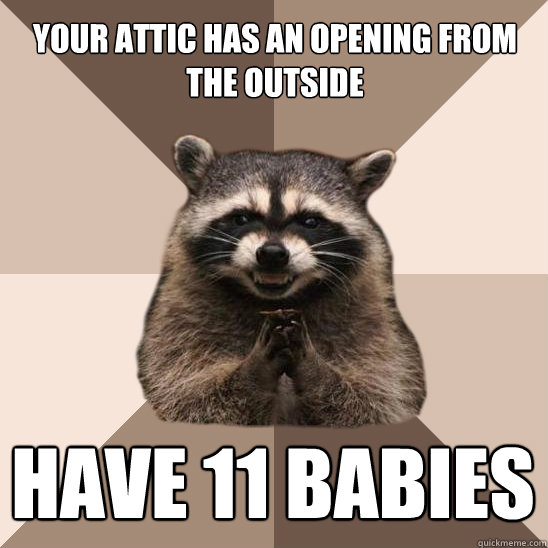 your attic has an opening from the outside Have 11 babies  Evil Plotting Raccoon