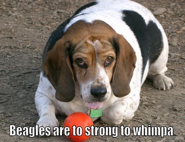  BEAGLES ARE TO STRONG TO WHIMPA Misc