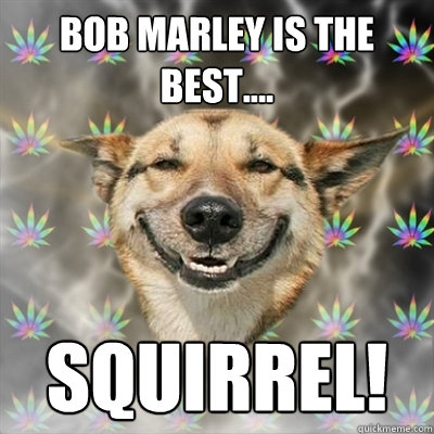 bob marley is the best.... squirrel! - bob marley is the best.... squirrel!  Stoner Dog