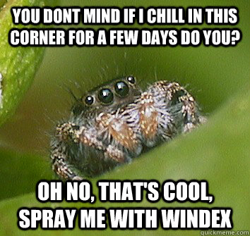 you dont mind if i chill in this corner for a few days do you? Oh no, that's cool, spray me with windex - you dont mind if i chill in this corner for a few days do you? Oh no, that's cool, spray me with windex  Misunderstood Spider