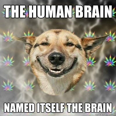 the human brain named itself the brain - the human brain named itself the brain  Stoner Dog