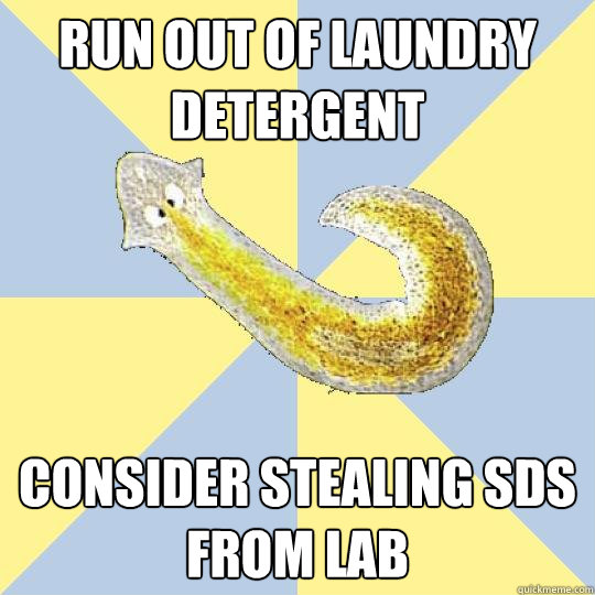 Run out of laundry detergent Consider stealing SDS from lab  Bio Major Planarian