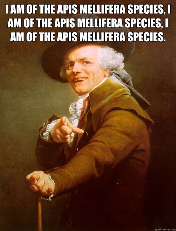 I am of the Apis mellifera species, I am of the Apis mellifera species, I am of the Apis mellifera species.   Joseph Ducreux