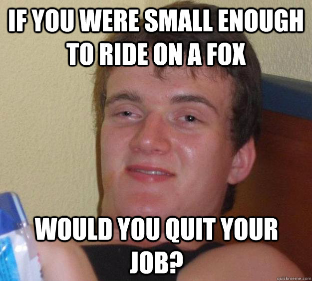 If you were small enough to ride on a fox Would you quit your job?  10 Guy