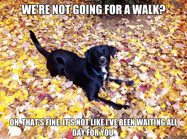 We're not going for a walk? Oh, that's fine. It's not like I'VE been waiting all day for you. - We're not going for a walk? Oh, that's fine. It's not like I'VE been waiting all day for you.  Guilt Giving Good Dog