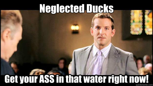 Neglected Ducks Get your ASS in that water right now!  Demanding Bradley Cooper