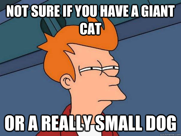 Not sure if you have a giant cat or a really small dog - Not sure if you have a giant cat or a really small dog  Futurama Fry