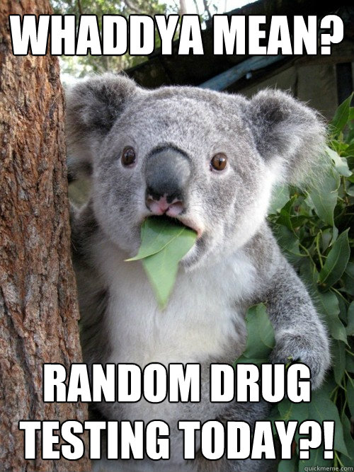Whaddya mean? random drug testing today?! - Whaddya mean? random drug testing today?!  koala bear