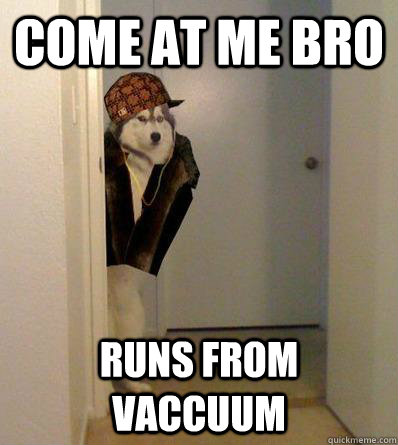 COME AT ME BRO RUNS FROM VACCUUM  Scumbag dog