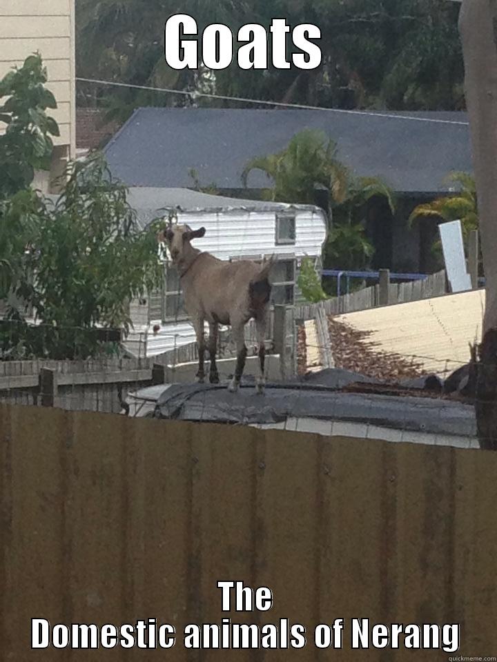 GOATS THE DOMESTIC ANIMALS OF NERANG Misc