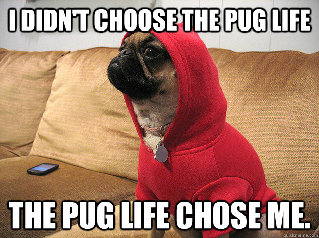 I didn't choose the pug life The pug life chose me.  Thug Dog