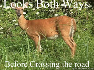 Looks Both Ways Before Crossing the road  Good Guy Deer