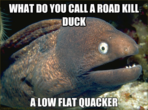 What do you call a road kill duck a low flat quacker  Bad Joke Eel