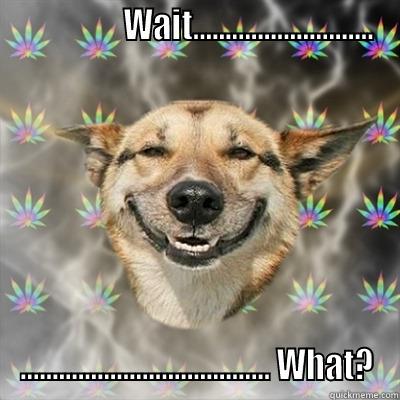                 WAIT............................ ....................................... WHAT? Stoner Dog