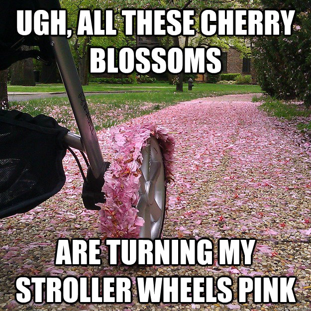 Ugh, all these cherry blossoms are turning my stroller wheels pink  