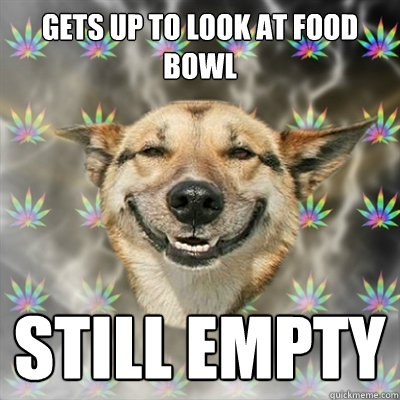 Gets up to look at food bowl still empty - Gets up to look at food bowl still empty  Stoner Dog