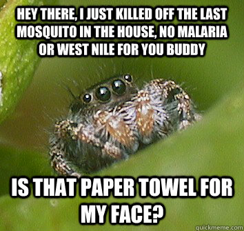 hey there, I just killed off the last mosquito in the house, no malaria or west nile for you buddy is that paper towel for my face?  Misunderstood Spider