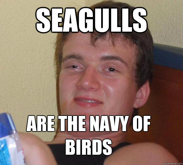seagulls Are the Navy of birds
  10 Guy