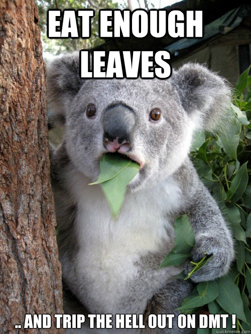 Eat enough leaves .. and trip the hell out on dmt !  Surprised Koala