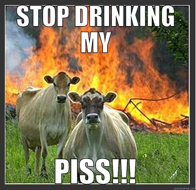 STOP DRINKING MY PISS!!! Evil cows