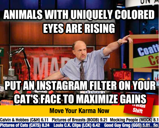 Animals with uniquely colored eyes are rising put an instagram filter on your cat's face to maximize gains  Mad Karma with Jim Cramer