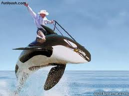   Orca Rodeo