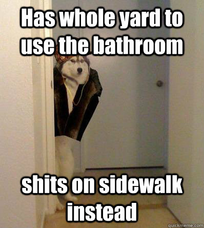 Has whole yard to use the bathroom shits on sidewalk instead   Scumbag dog