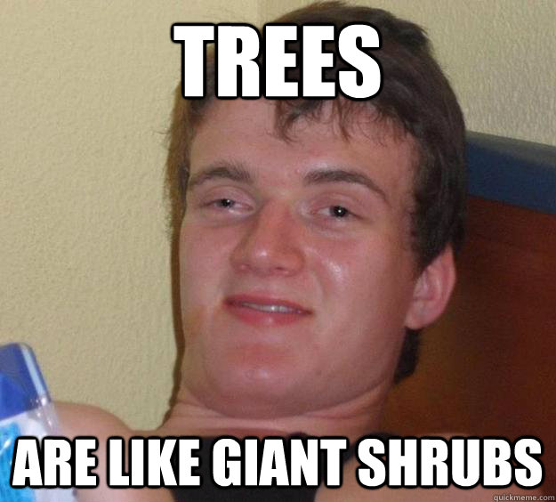 Trees are like giant shrubs  10 Guy