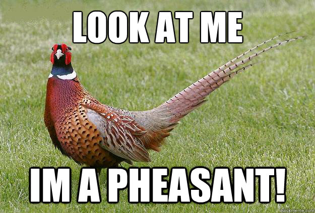 look at me im a pheasant!  Polite Pheasant