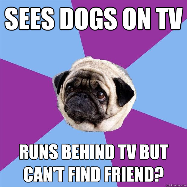 Sees dogs on tv Runs behind TV but can't find friend? - Sees dogs on tv Runs behind TV but can't find friend?  Lonely Pug