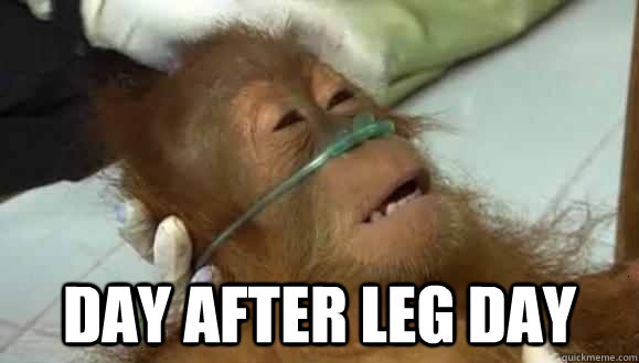  Day after leg day -  Day after leg day  Dying Orangutan