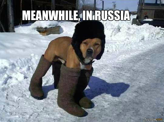 Meanwhile, in russia - Meanwhile, in russia  russian dog