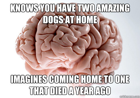 KNOWS YOU HAVE TWO AMAZING DOGS AT HOME IMAGINES COMING HOME TO ONE THAT DIED A YEAR AGO  Caption 4 goes here  Scumbag Brain