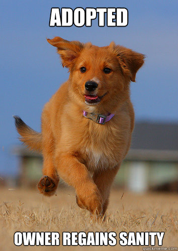 Adopted Owner regains sanity  Ridiculously Photogenic Puppy