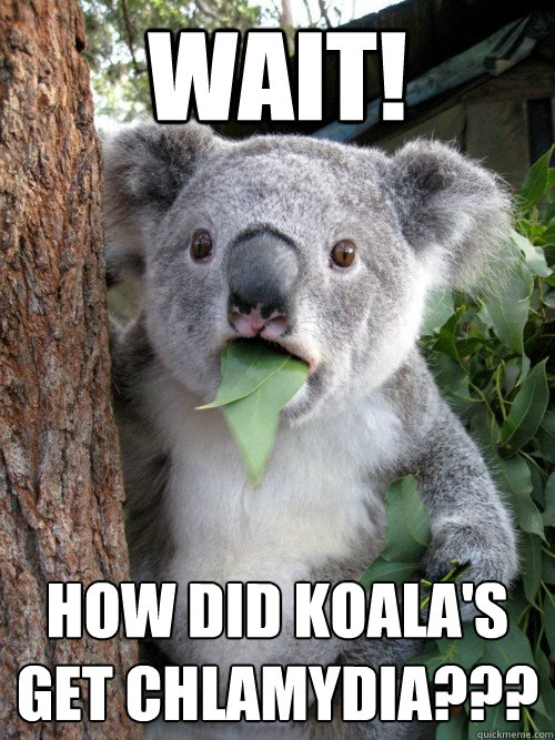 wait! how did koala's get chlamydia???
 - wait! how did koala's get chlamydia???
  koala bear