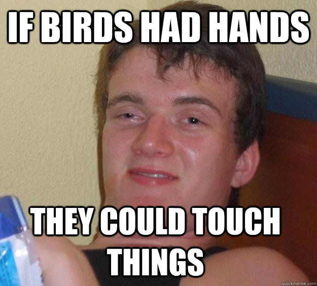 If birds had hands they could touch things  10 Guy